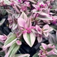 thumbnail image 2 of Live Tradescantia Nanouk Plant - Colorful Foliage - Bright Light - 4" Decorative Pot Cover - Thorsen's Greenhouse, 2 of 5