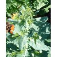 thumbnail image 2 of Collards Vates Great Heirloom Vegetable 1,300 Seeds, 2 of 2