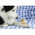 thumbnail image 1 of Chick Sitting on Border Collies Paw, Animals Scenic Unframed Photographic Print Wall Art Sold by Art.Com, 1 of 4