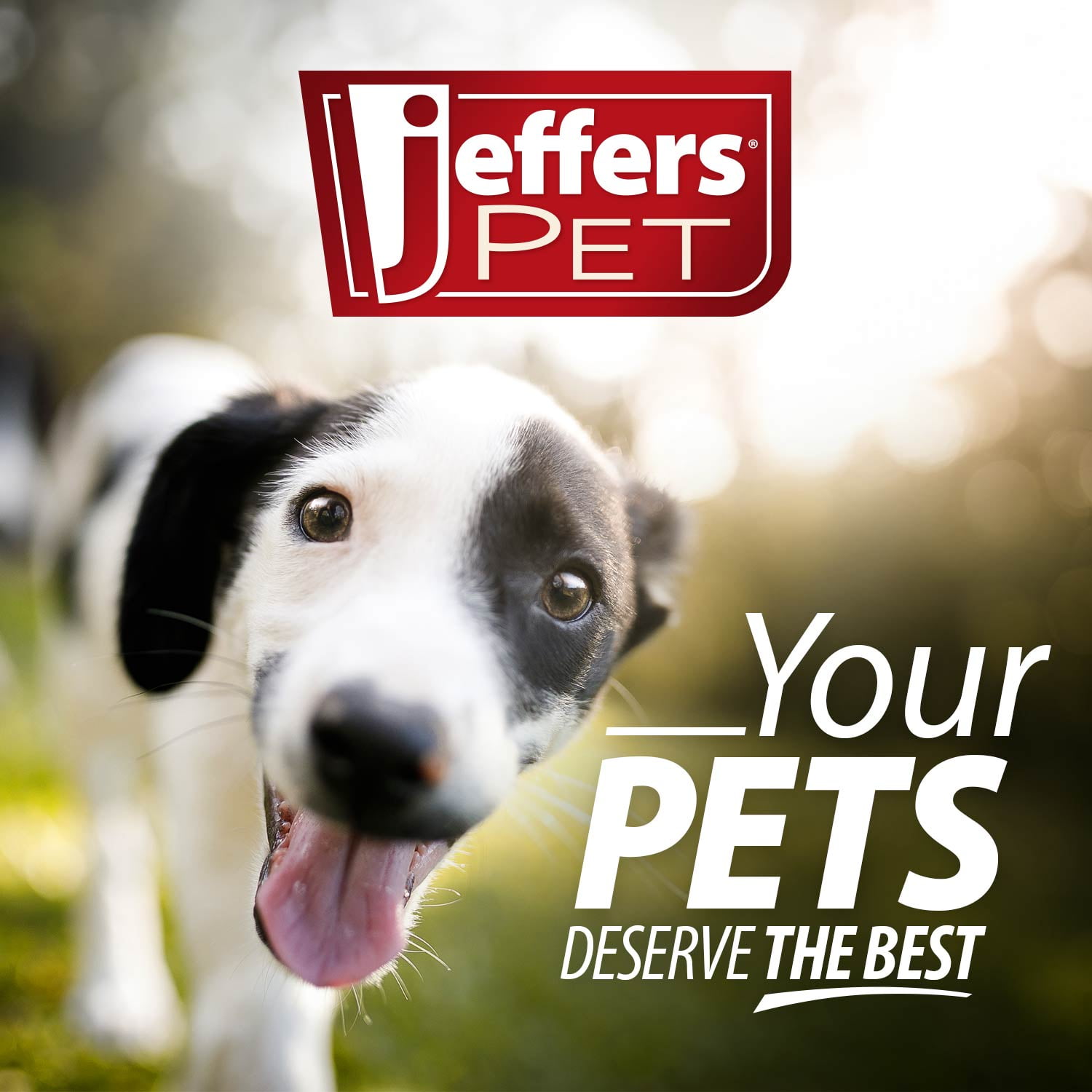 Jeffers Pet Captivating Citrus Shampoo, 1 Gallon – Soap Free Grooming for Dogs, Cats & Puppies – Orange & Lime Scent, Aloe & Coconut Oil – Safe for All Coat Types – Easy Rinse Formula for Home