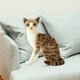 thumbnail image 5 of Preciosos juguetes de peluche de gato, relleno de felpa animal, agradable para la piel, simulación de gatos siameses 25cm, 5 of 7