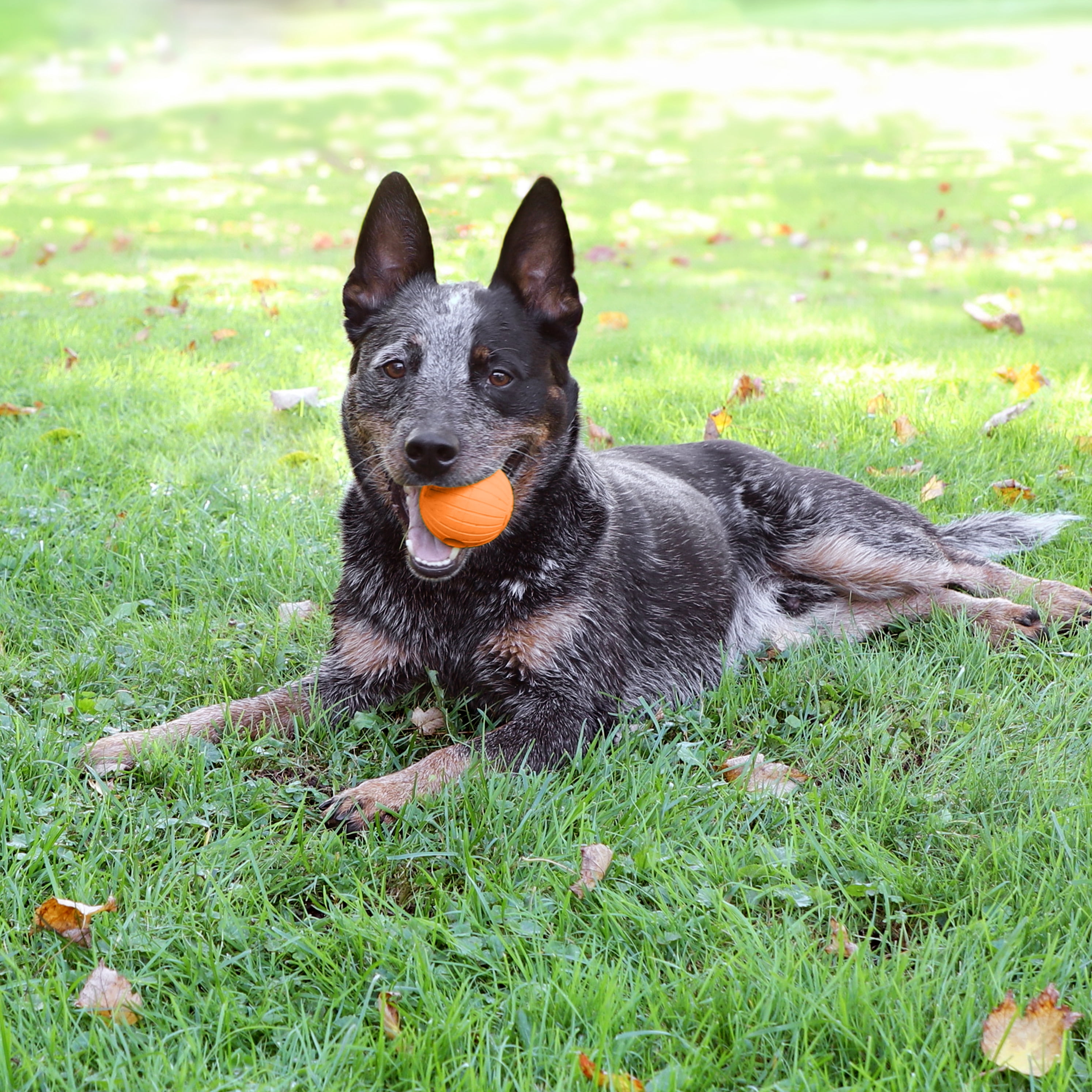 Chew King By Mammoth 2.5" All-Natural Rubber Bacon Scented Supreme Fetch Balls, Orange, 2 Pack Set