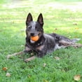 thumbnail image 5 of Chew King By Mammoth 2.5" All-Natural Rubber Bacon Scented Supreme Fetch Balls, Orange, 2 Pack Set, 5 of 6