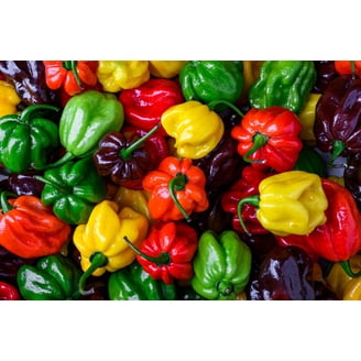 200 Santa Fe Grande Pepper Seeds - Yellow Hot Chili / Guero Pepper 3 thumbnail image