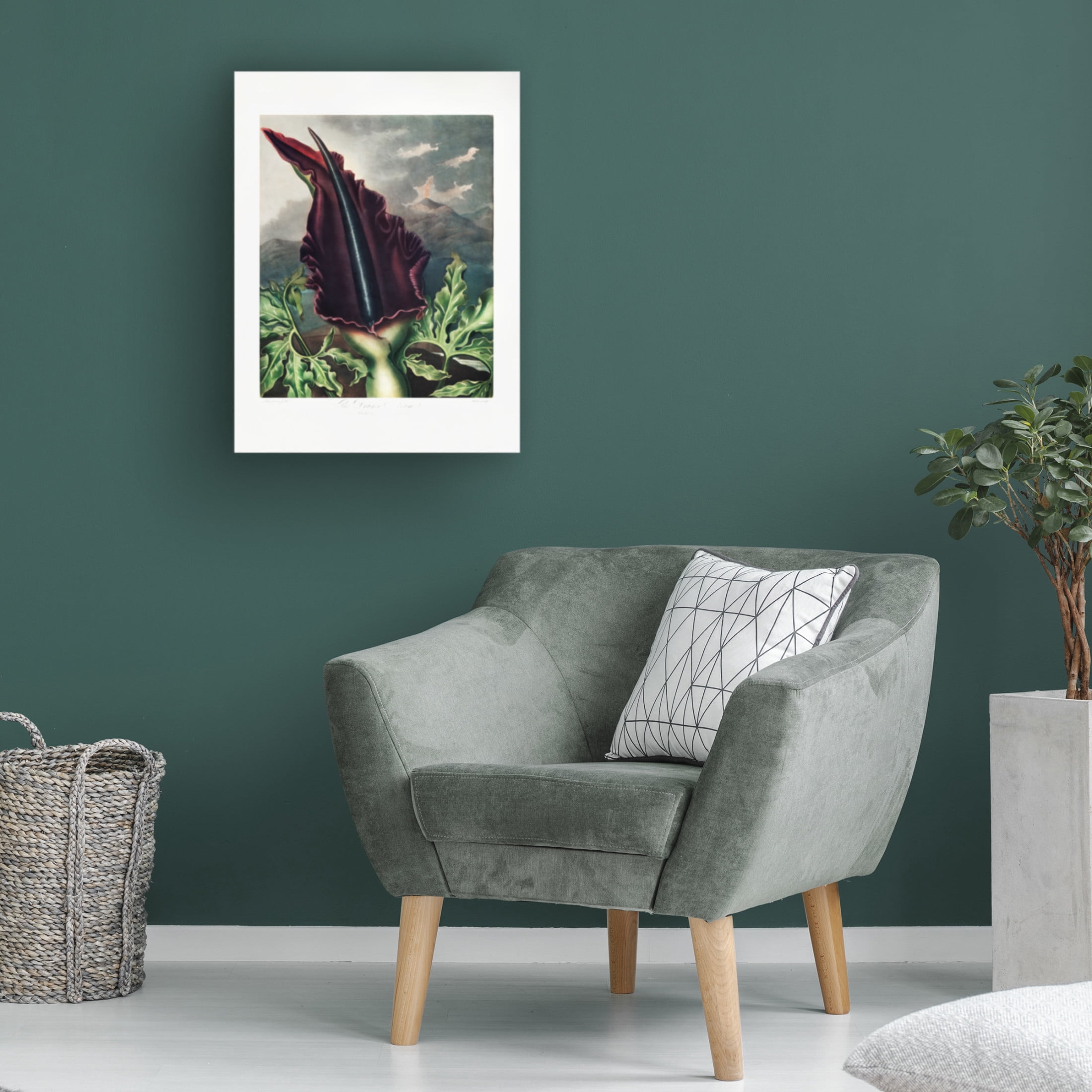 Trademark Fine Art Pictufy  The Dragon Arum from The Temple of Flora 1807 Canvas Wall Art