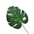 thumbnail image 2 of 10pcs High Simulation Artificial Monstera Tropical Plant Leaf Home Party Office Store Decorations - Size M, 2 of 8