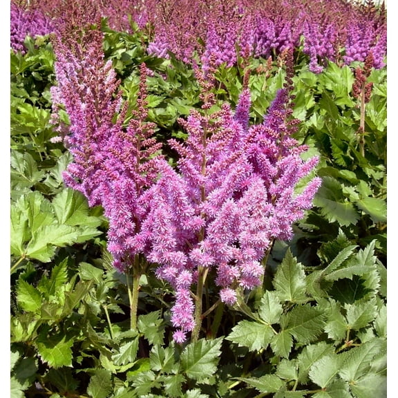 Visions Astilbe - 1 Gallon Perennial