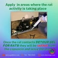 thumbnail image 2 of DETOUR Gel for Rats | Professional Grade Rat Mice Repellent | 10 oz Caulking Tube | NSF-Approved for Food Preparation Areas | Protects Car Engine Wires & Outdoor Grills from Rodents | Toxin-Free, 2 of 8