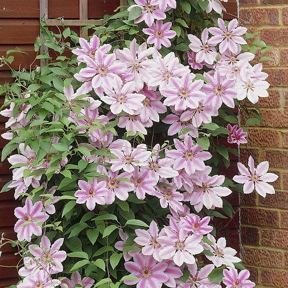 Van Zyverden Clematis Nelly Moser Set of 1 Plant Multicolor Partial Sun Easy to Grow 1 lb