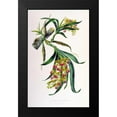thumbnail image 2 of Withers, Augusta 17x24 Black Modern Framed Museum Art Print Titled - Orchid, Galeandra Baueri, 2 of 5