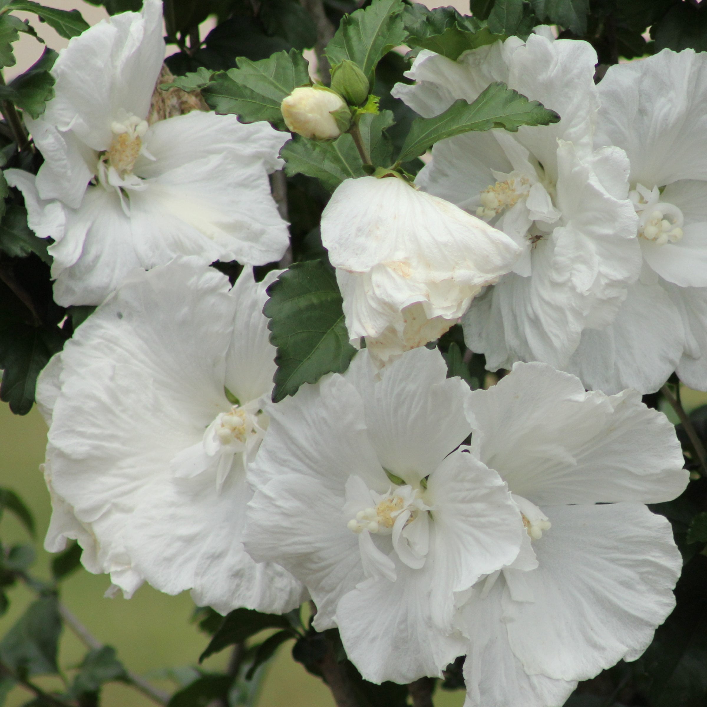 National Plant Network 3 gal. Hibiscus White Pillar Live Shrub