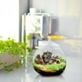 thumbnail image 3 of 1 Set of Glass Terrarium Container Ecological Plant Bottle Glass Plant Terrarium with Lid (Random Style Lid ), 3 of 4