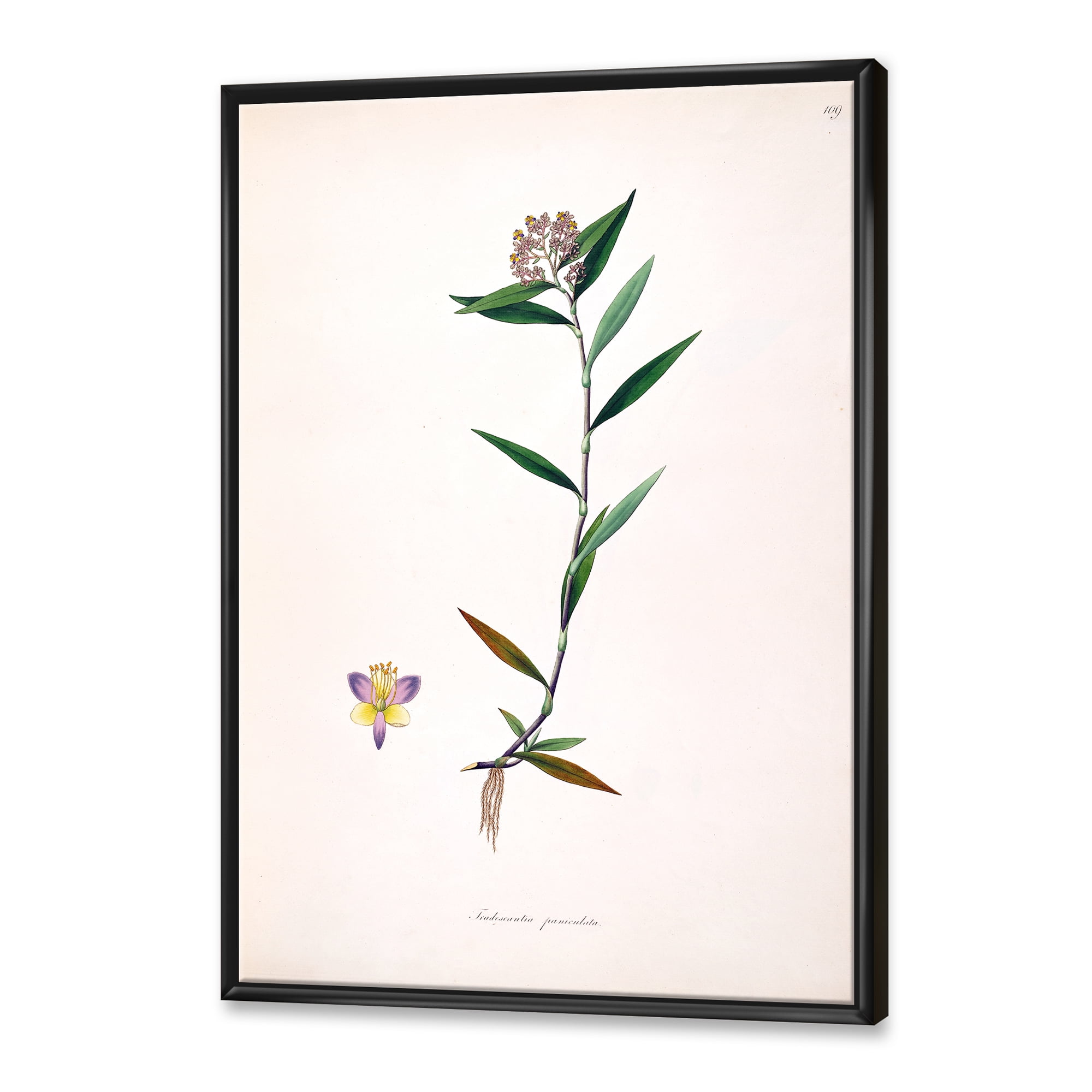 Designart 'Ancient Botanicals XIX' Farmhouse Framed Canvas Wall Art Print