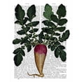 thumbnail image 2 of Fab Funky 12x14 White Modern Wood Framed Museum Art Print Titled - Turnip, 2 of 4