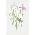 thumbnail image 2 of William Rickatson Dykes 17x24 Black Ornate Framed Double Matted Museum Art Print Titled: Iris Tenax (1913), 2 of 5