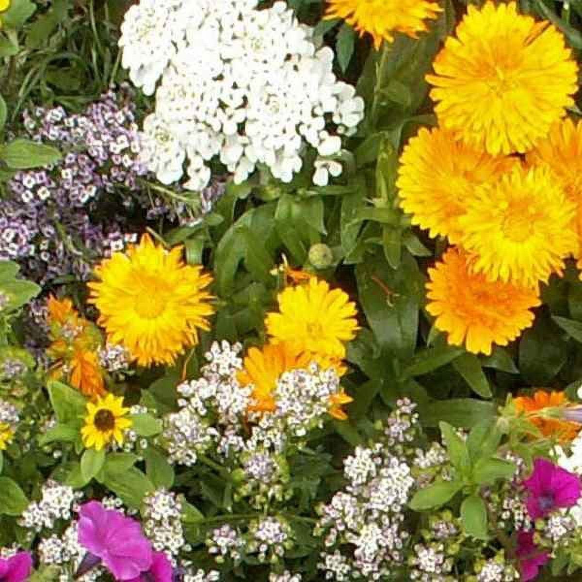 Wild Flower Seeds - Short Annual Wild Flower Seed Mix - 1 LB