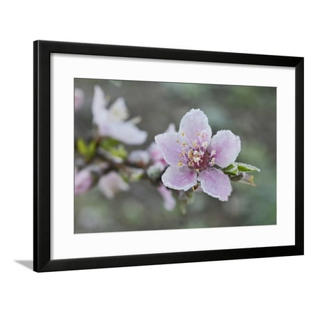 Peach tree frost covered blossom, Texas, USA Framed Print Wall Art By Rolf