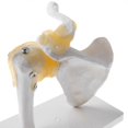 thumbnail image 3 of Human Shoulder Joint Model, Flexible, Anatomically Shoulder, 3 of 5
