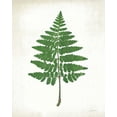 thumbnail image 2 of Schlabach, Sue 20x24 White Modern Wood Framed Museum Art Print Titled - Chalkboard Fern Green II, 2 of 4