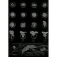 thumbnail image 3 of Alfred Frédol 11x14 Black Modern Framed Museum Art Print Titled - Development of a Mollusk (1866), 3 of 5