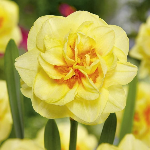 TASC Narcissus Flower Bulbs-Narcissus Double English Style(10 Bulbs)