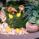 thumbnail image 4 of unbranded 10Ud De Gallinas De Resina Amarillas Miniaturas Creativa Para Jardín Y Terrarios, 4 of 7