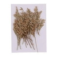 thumbnail image 2 of 20 Piezas naturales de Limonium Gloria Flores secas prensadas, 2 of 9