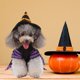 thumbnail image 4 of Disfraz de perro de Halloween, disfraz de mascota, disfraz divertido de mago a rayas, conjunto de abrigo y sombrero de 2 patas para perros Levamdar BST3134505-1, 4 of 5