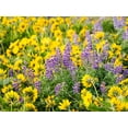 thumbnail image 2 of Eggers, Terry 14x12 White Modern Wood Framed Museum Art Print Titled - USA-Washington State Arrowleaf balsamroot and lupine, 2 of 4