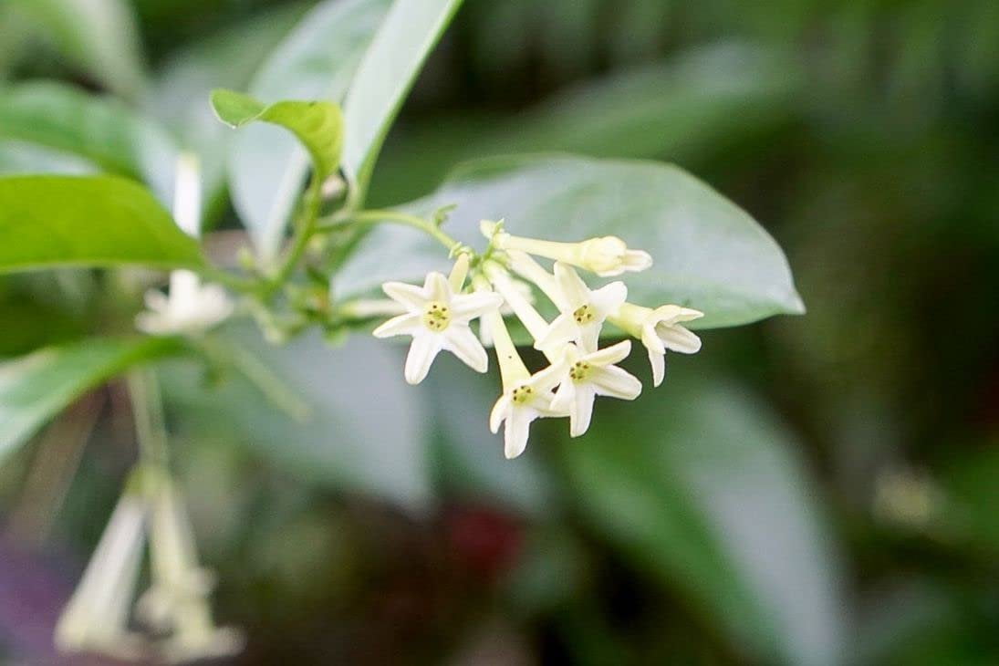 Night Blooming Jasmine I 3 Live Plants I Cestrum Nocturnum  Fragrant White Flowers for Evening Garden Bliss, Perfect for Container Gardening, Easy to Grow