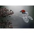 thumbnail image 2 of Van Deelen, Ellen 24x18 White Modern Wood Framed Museum Art Print Titled - Ladybird on hydrangea., 2 of 4