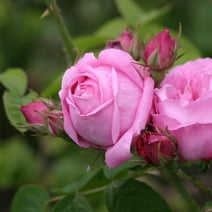 Heirloom Roses Fragrant Live Plant - Coupe D' Hebe Bourbons Rose Bush - Pink Garden Flowers