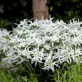 thumbnail image 2 of Edelweiss 'Blossom of the Snow' 2 Pack Potted Plants - White Flowering Blooms in Summer Gardens, 2 of 2