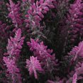 thumbnail image 4 of Desktop Mini Simulation Flower Lavender Mini Eucalyptus Bonsai Decorative Flower Vase Decoration, 4 of 8
