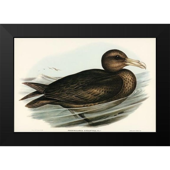 Gould, John 14x11 Black Modern Framed Museum Art Print Titled - Giant Petrel-Procellaria gigantea