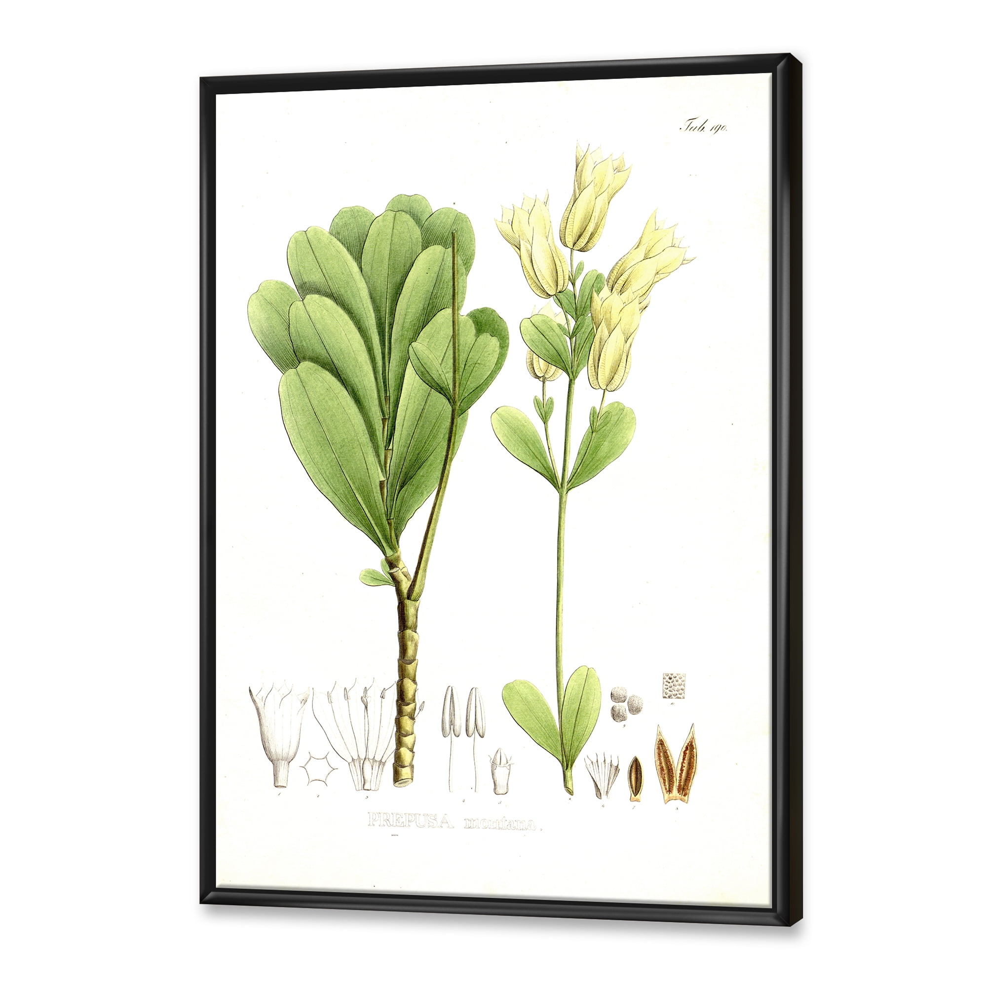 Ancient Brazilian Plant III 16 in x 32 in Framed Painting Canvas Art Print, by Designart