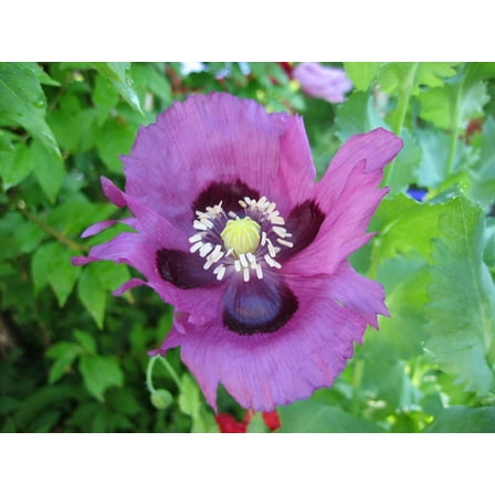 400 Seeds PERSIAN BLUE POPPY Papaver Somniferum Flower Seeds