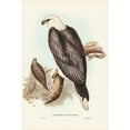 thumbnail image 2 of Gould, John 17x24 Black Modern Framed Museum Art Print Titled - White-bellied Sea Eagle-Ichthyiaetus leucosternus, 2 of 4