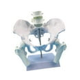 thumbnail image 3 of Yinanstore Female Pelvis Model Learning Display Medical Teaching Skeleton Medical Model Style A, 3 of 8