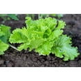 thumbnail image 5 of 3000 Seeds Loose Leaf Green GRAND RAPIDS LETTUCE Lactuca Sativa Vegetable Seeds, 5 of 9