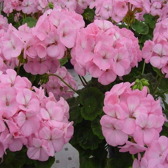 Outsidepride Geranium Appleblossom - 50 Seeds