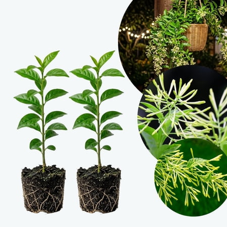 Set 2 Jasmine Plants Live, Night Blooming Jasmine Plant Indoor Live, Cestrum Nocturnum Plant, 4 - 6 Inches Tall, Night Blooming Jessamine Seedlings, White and Fragrant Flowers