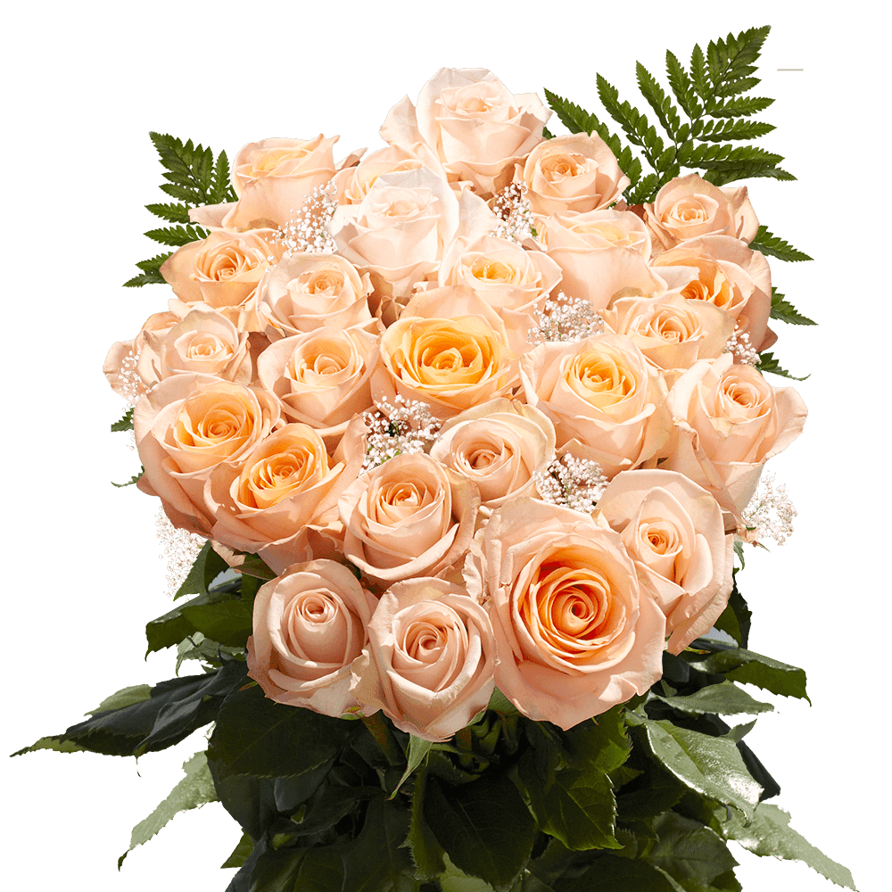 Two Dozen Peach Roses with Baby's breath and Green Fresh Flower