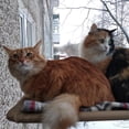 thumbnail image 3 of Cat Window Perch, Cat Hammock Window Seat, Space Saving Window Mounted Cat Bed for Cats Premium Set, 3 of 7