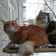 thumbnail image 3 of Asiento de ventana para gatos, tumbona, hamaca y manta para gatos, cama para tomar el sol, cama para mascotas, gatos, perros pequeños, conejos u otros animales pequeños., 3 of 7