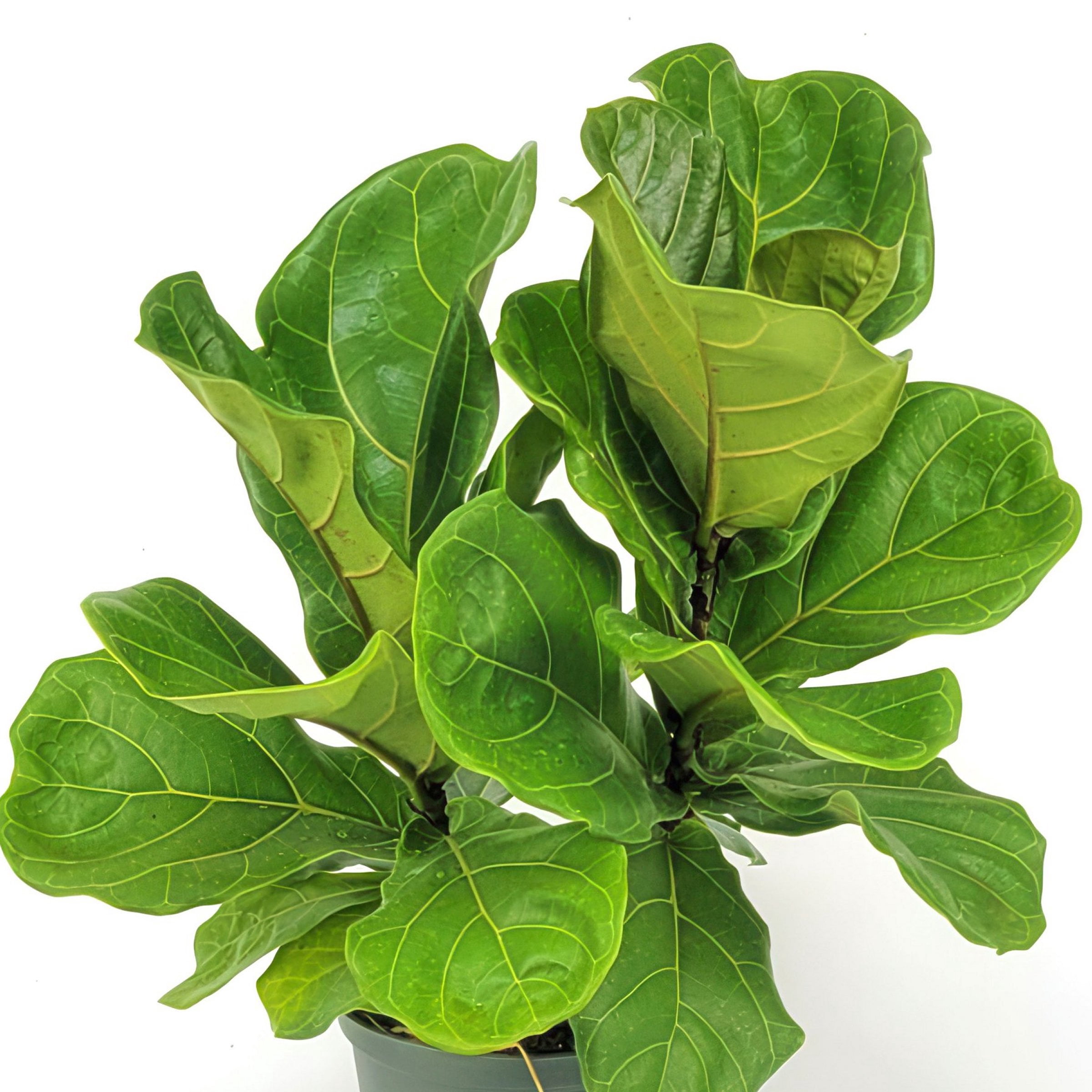 6 in. Ficus Lyrata Suncoast Plant in Grower Container