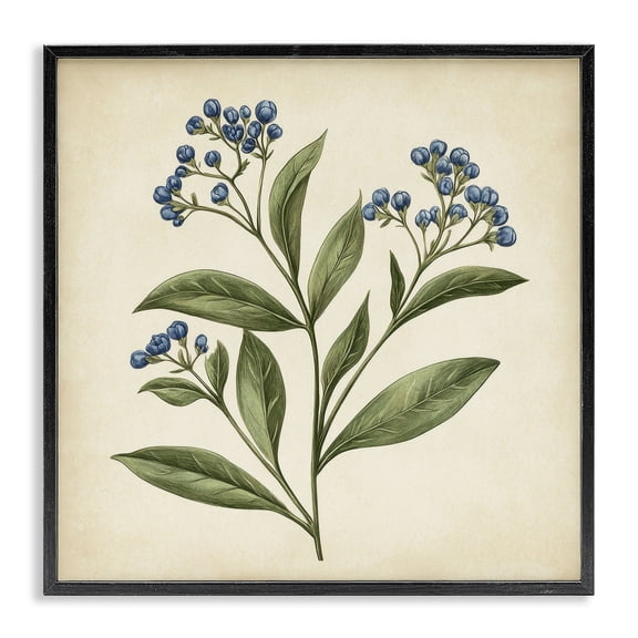 Stupell Industries French Country Blue Buds Botanical Illustration Black Framed Giclee Art, 12 x 12, by Petals Prints Design