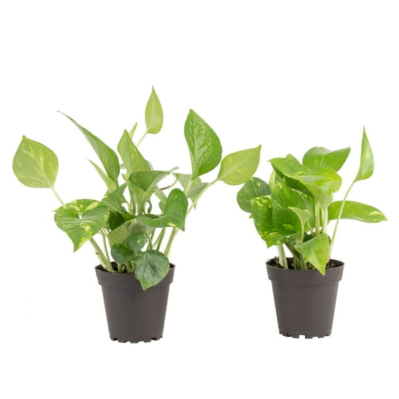 Costa Farms 8" Tall Golden Pothos, Medium Indirect Sunlight, Indoor Live House Plants, Grow Pot 2-Pk