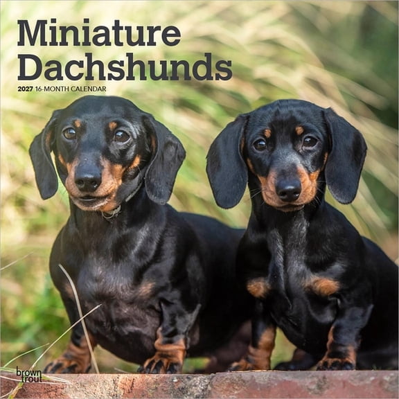 Miniature Dachshunds 2027 12 X 24 Inch (Hanging) Monthly Square Wall Calendar Plastic-Free, (Paperback)