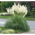 thumbnail image 4 of Pampas Grass Blue Bayou  3 Live Plants  Cortaderia Selloana  Dwarf Low Maintenance Drought Tolerant Ornamental Grass, 4 of 9